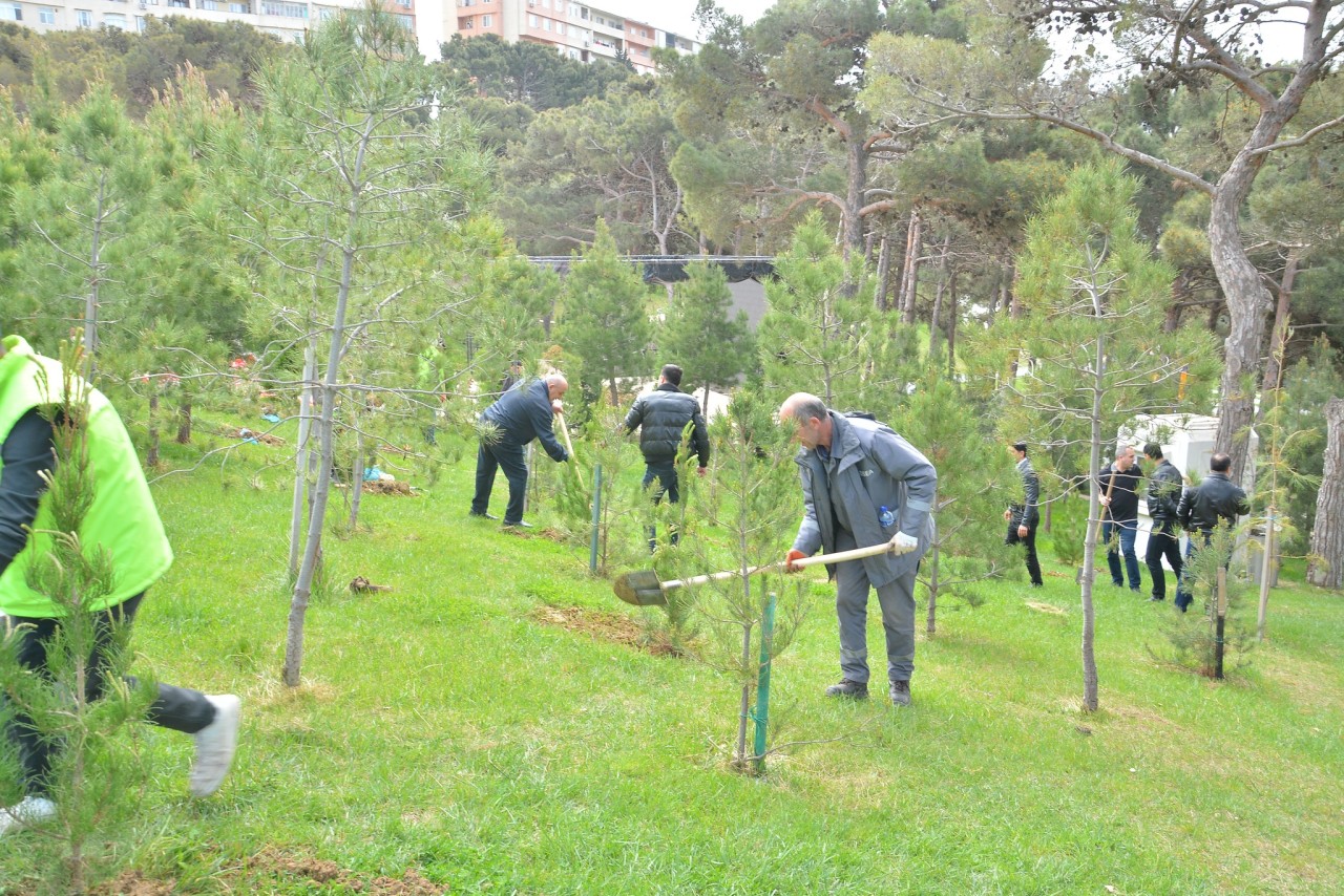 Xətai rayonunda ağacəkmə aksiyası təşkil olunub - FOTOLAR